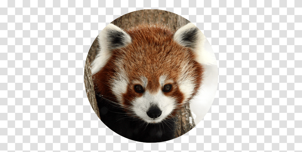 Red Panda Giant Raccoons Animal Mammal Red Panda Red Panda Real, Bear, Wildlife, Lesser Panda, Dog Transparent Png