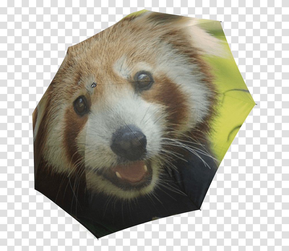 Red Panda, Lesser Panda, Bear, Wildlife, Mammal Transparent Png