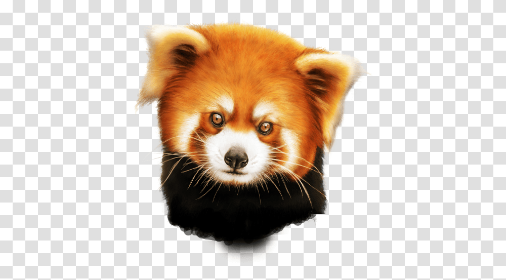 Red Panda Red Panda, Dog, Pet, Canine, Animal Transparent Png