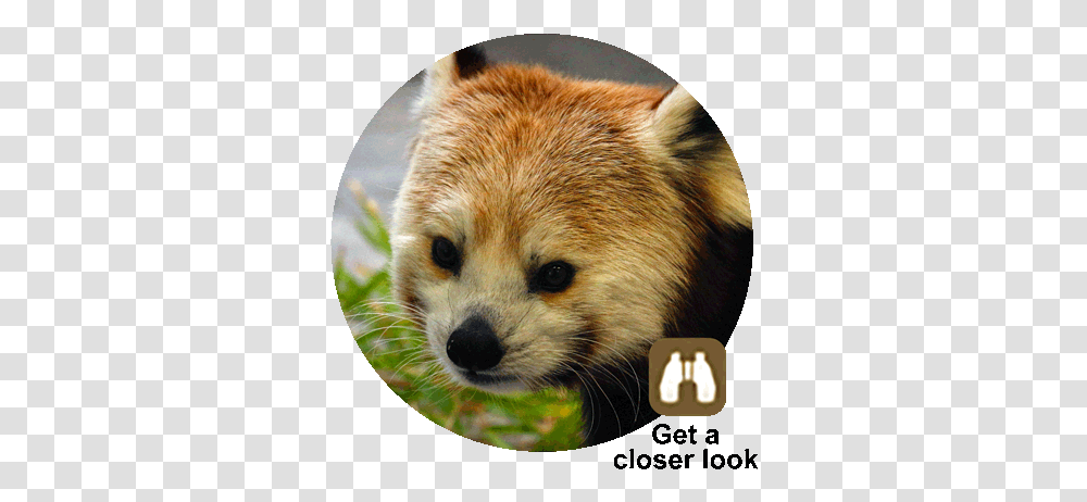 Red Panda Red Panda, Mammal, Animal, Bear, Wildlife Transparent Png