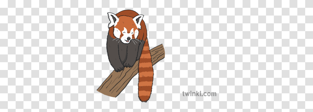 Red Panda Walking Twinkl Red Panda, Mammal, Animal, Wildlife, Lesser Panda Transparent Png