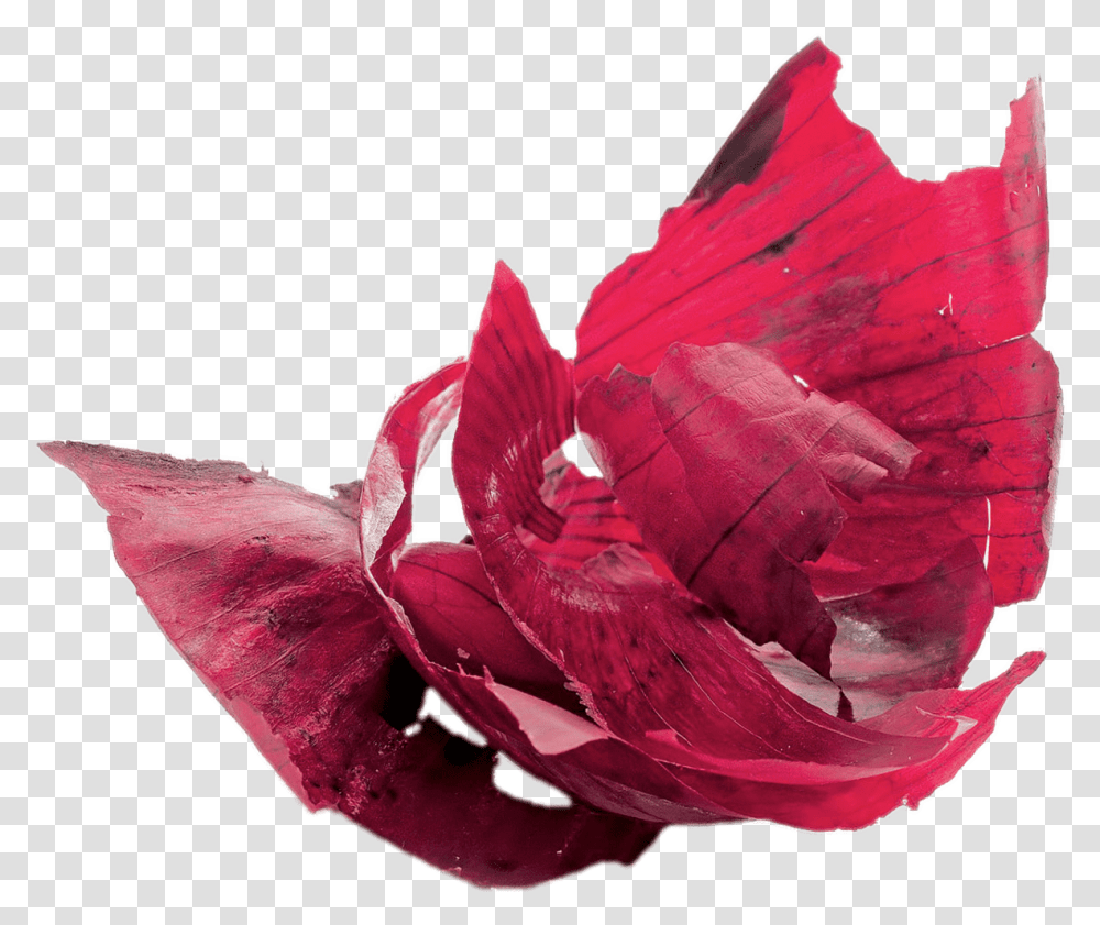 Red Peels Onion Peel, Rose, Flower, Plant, Petal Transparent Png