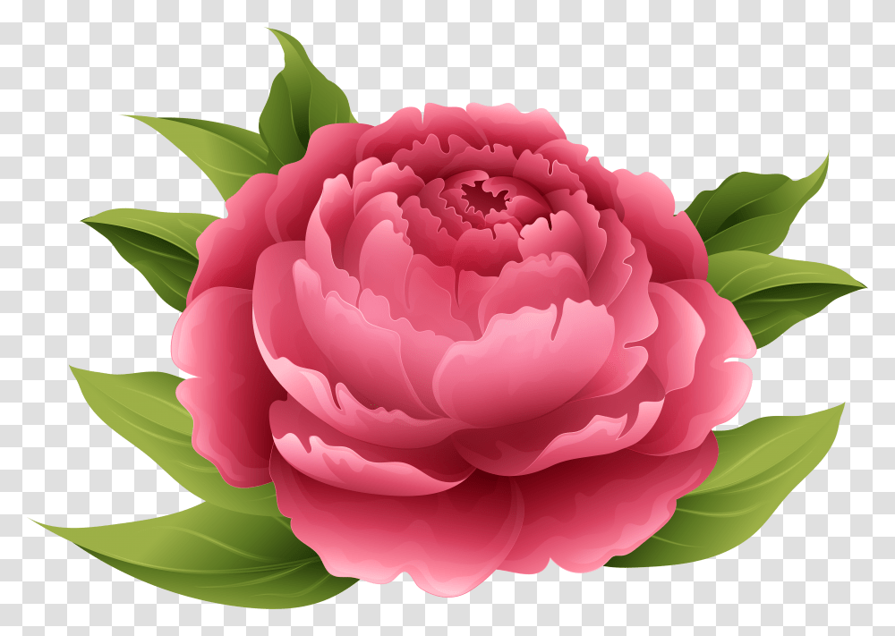 Red Peony Clip Art Image Peonies Flowers Clip Art Transparent Png
