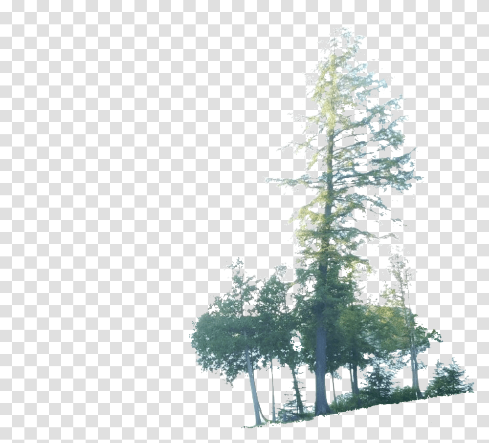 Red Pine, Tree, Plant, Christmas Tree, Ornament Transparent Png