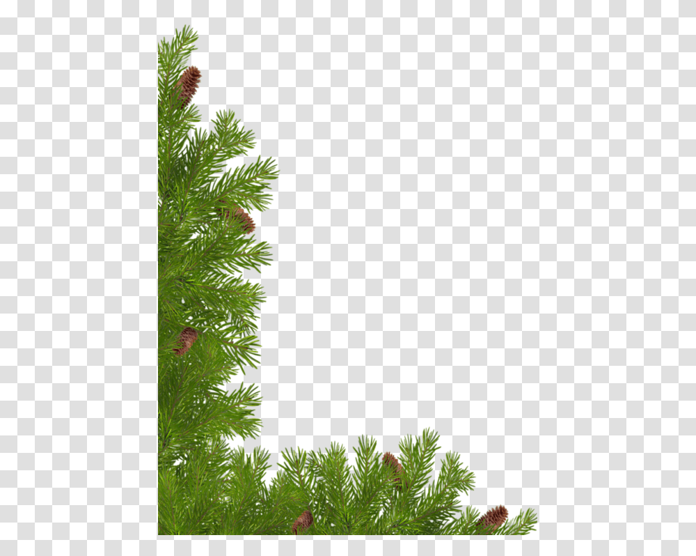 Red Pine, Tree, Plant, Leaf, Fir Transparent Png