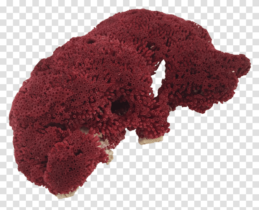 Red Pipe Organ Coral Rock Coral, Reef, Sea Life, Animal, Outdoors Transparent Png