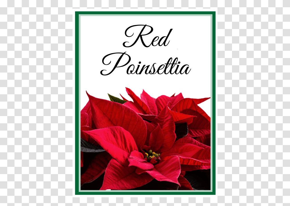 Red Poinsettia Lilybee Flowers, Plant, Blossom Transparent Png