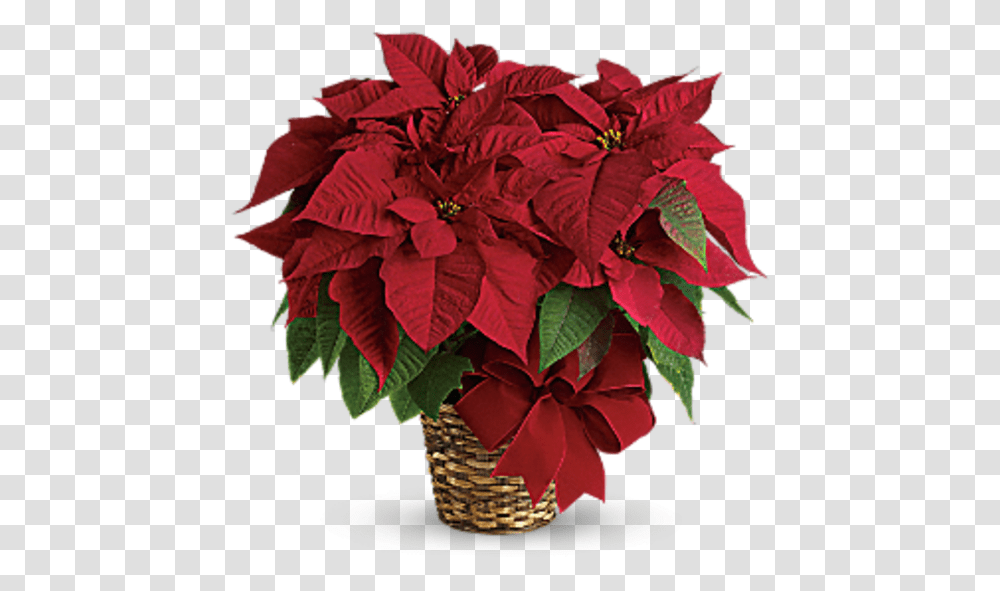 Red Poinsettia Tf Canadian Christmas Flower, Plant, Petal, Geranium, Flower Arrangement Transparent Png
