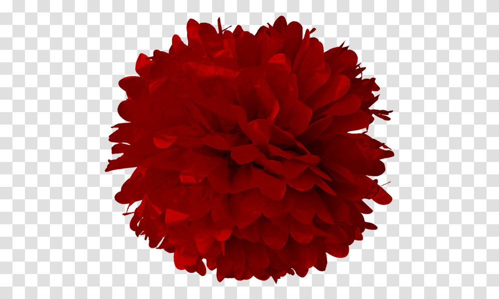 Red Pom Pom Clipart, Rose, Flower, Plant, Blossom Transparent Png