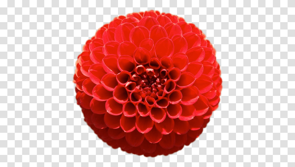Red Pompom Chrysanthemum Geometria En La Naturaleza, Dahlia, Flower, Plant, Blossom Transparent Png