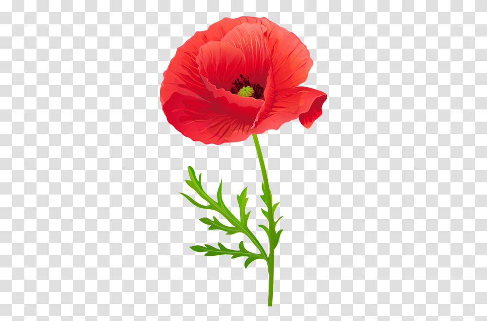 Red Poppy Flower Clip Art, Plant, Blossom, Geranium, Petal Transparent Png