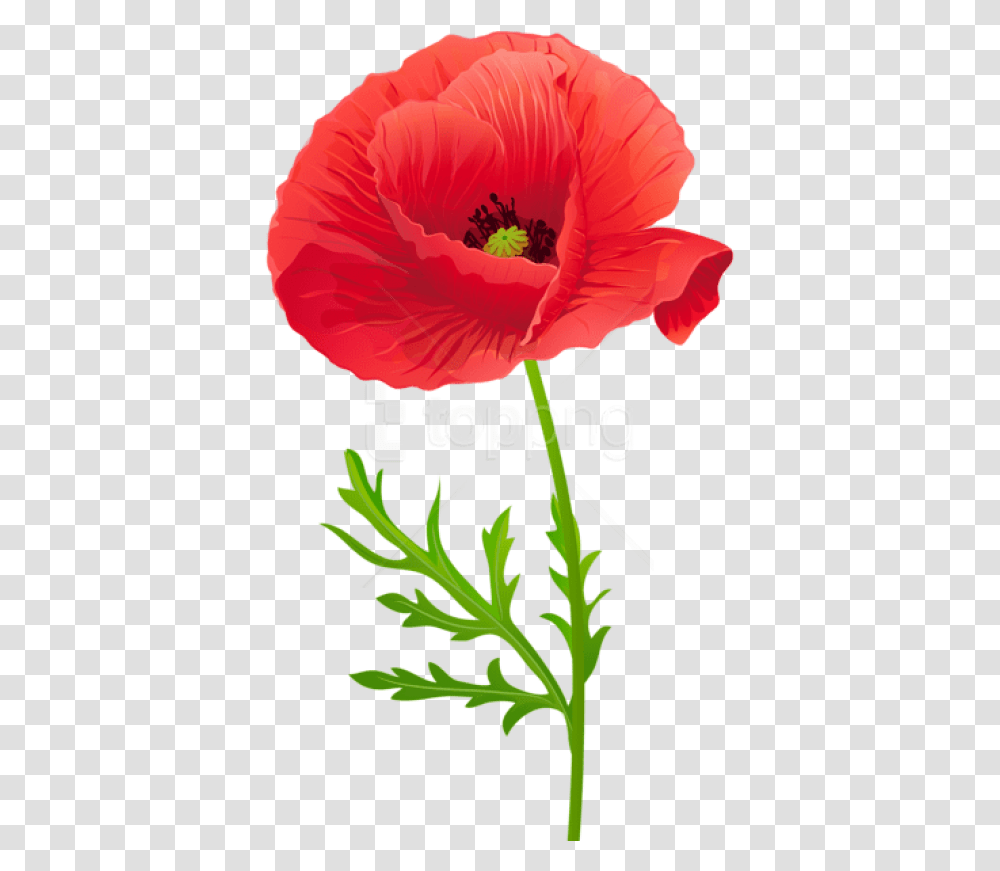 Red Poppy Flower Clipart, Plant, Blossom, Hibiscus, Vase Transparent Png