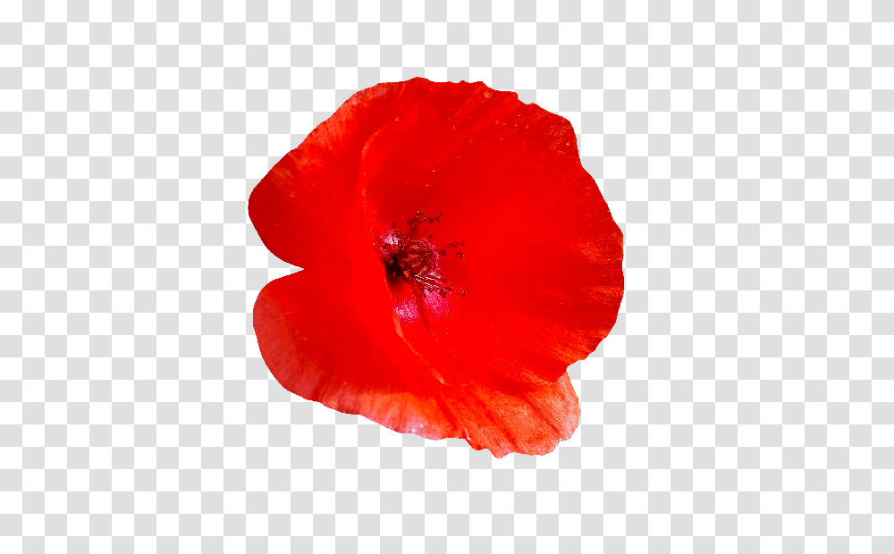 Red Poppy Flower, Plant, Rose, Blossom, Petal Transparent Png