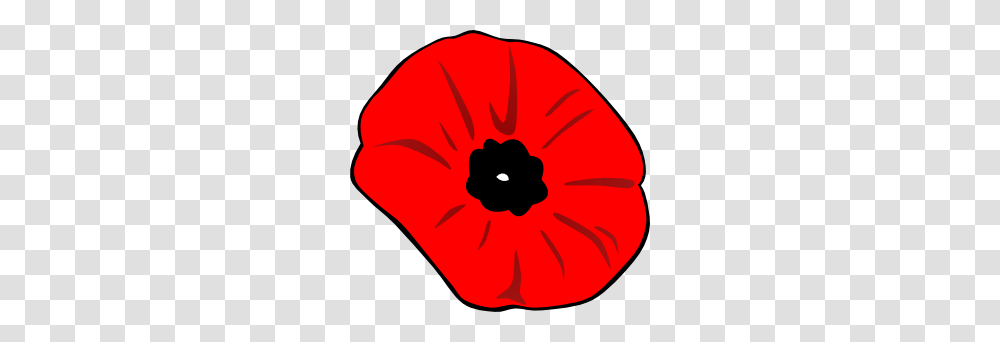 Red Poppy Polilla Writes, Plant, Flower, Blossom, Baseball Cap Transparent Png