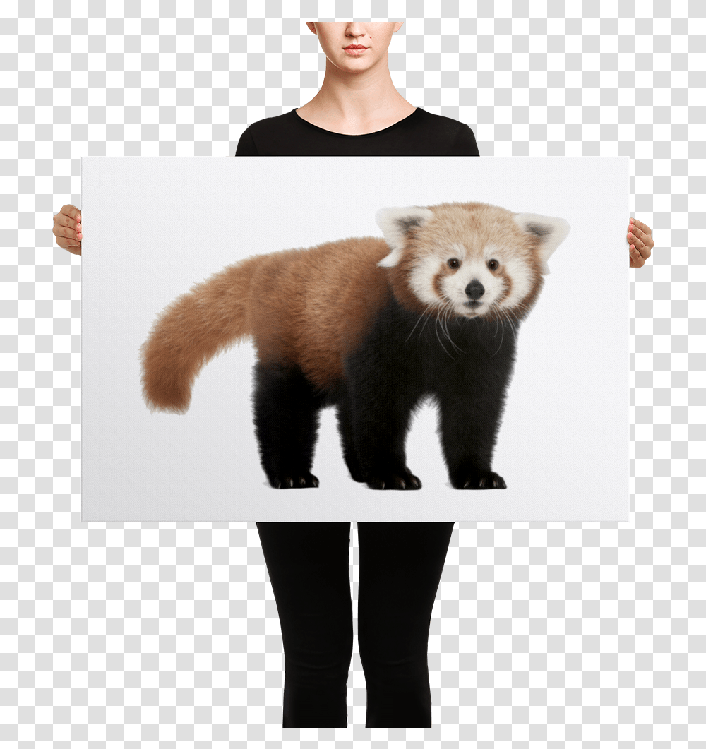 Red Red Panda, Person, Human, Lesser Panda, Bear Transparent Png