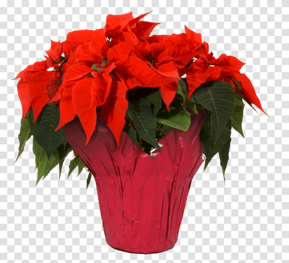 Red Red Poinsettia, Plant, Flower, Blossom, Flower Arrangement Transparent Png