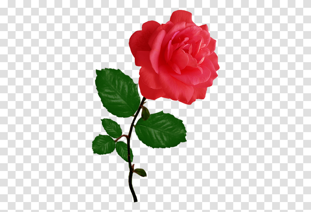 Red Red Rose Clipart Pink Flower Single Rose, Plant, Blossom, Leaf, Geranium Transparent Png