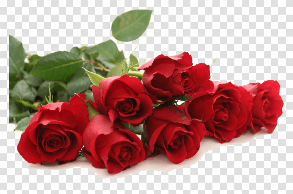 Red Red Rose Images Download, Flower, Plant, Blossom, Flower Bouquet Transparent Png
