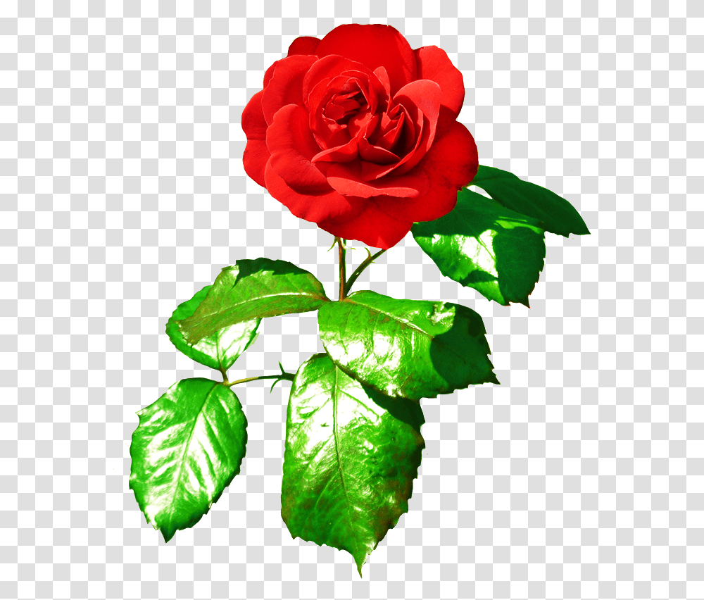 Red Red Rose With Leaves Red Rose With Green Leaves, Flower, Plant, Blossom, Leaf Transparent Png