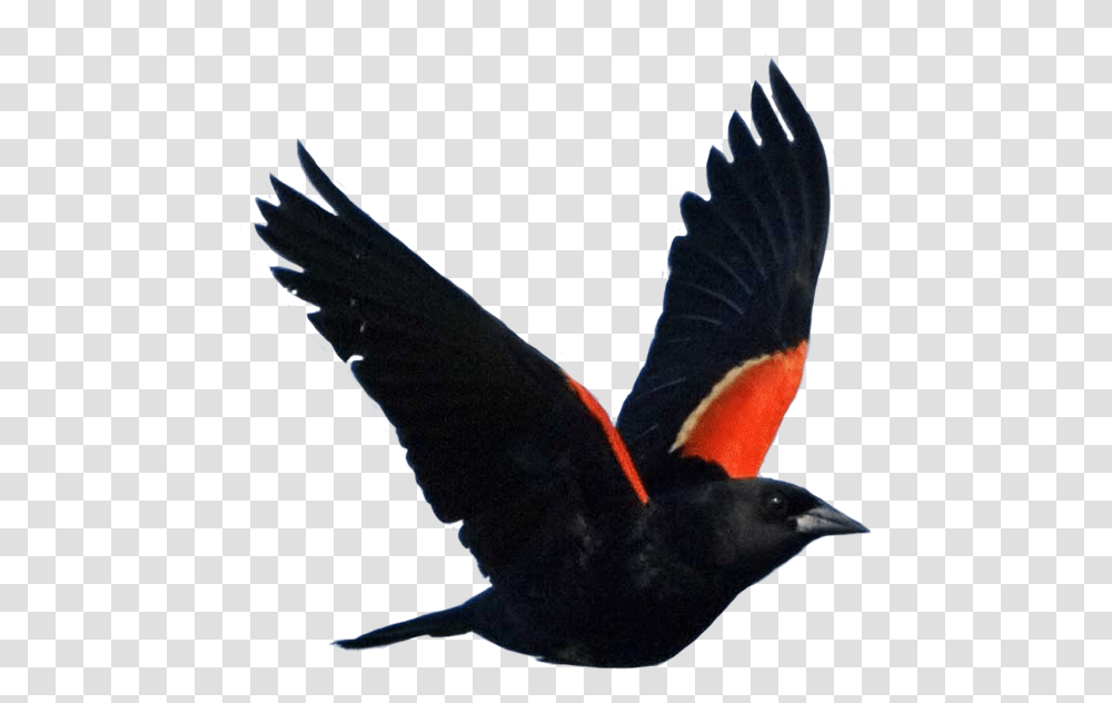 Red Red Wing Black Birds, Animal, Blackbird, Agelaius, Person Transparent Png