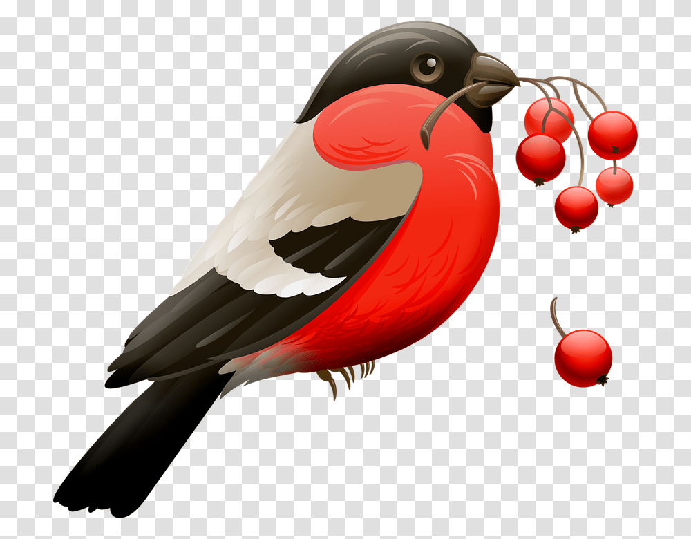 Red Robin Berry Red Berries Bird Nature Animal, Beak, Finch, Cardinal, Balloon Transparent Png