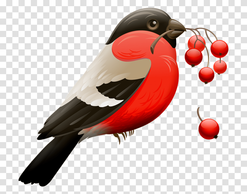 Red Robin Red Robin Birds, Animal, Beak, Finch, Cardinal Transparent Png