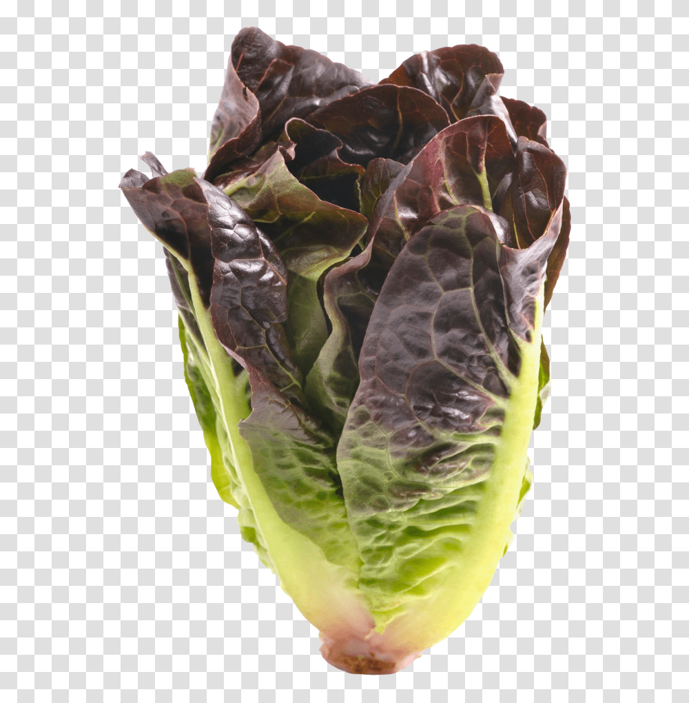 Red Romaine Lettuce Cabbage, Plant, Vegetable, Food, Produce Transparent Png