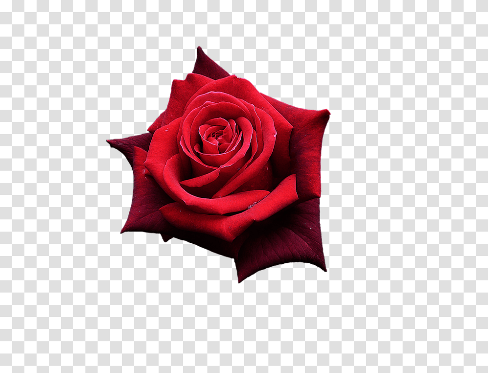 Red Rose 960, Flower, Plant, Blossom Transparent Png