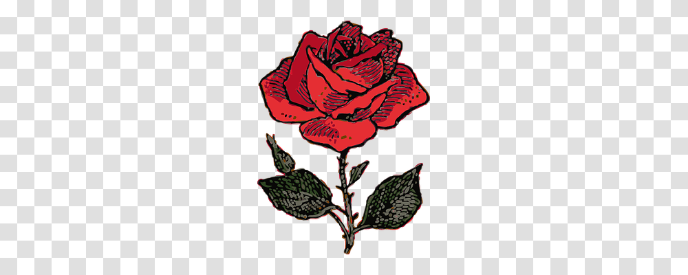 Red Rose Emotion, Plant, Flower Transparent Png