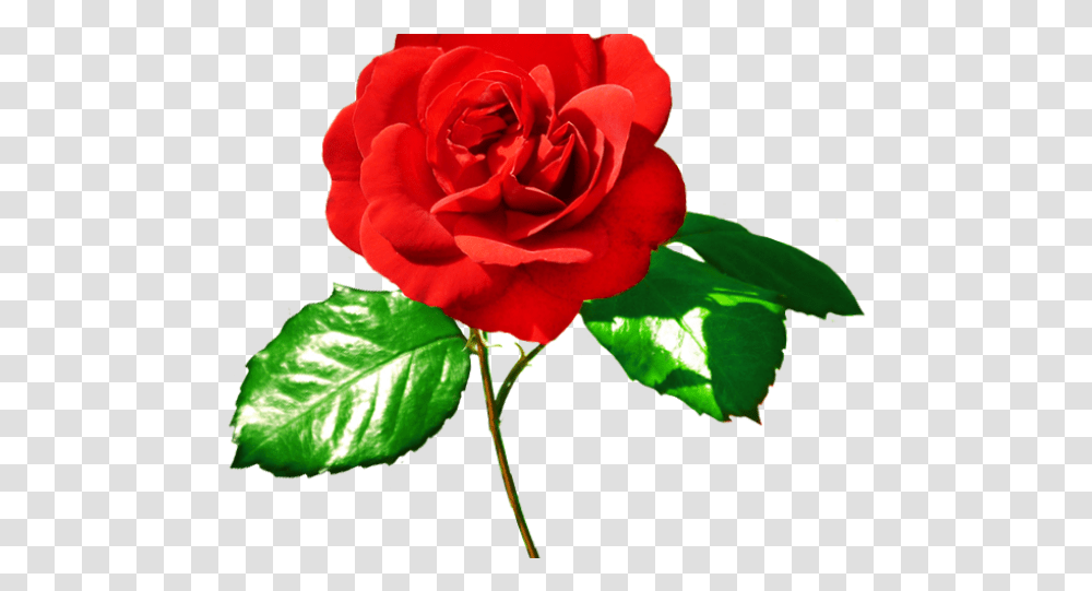 Red Rose And Green Leaves, Flower, Plant, Blossom, Petal Transparent Png