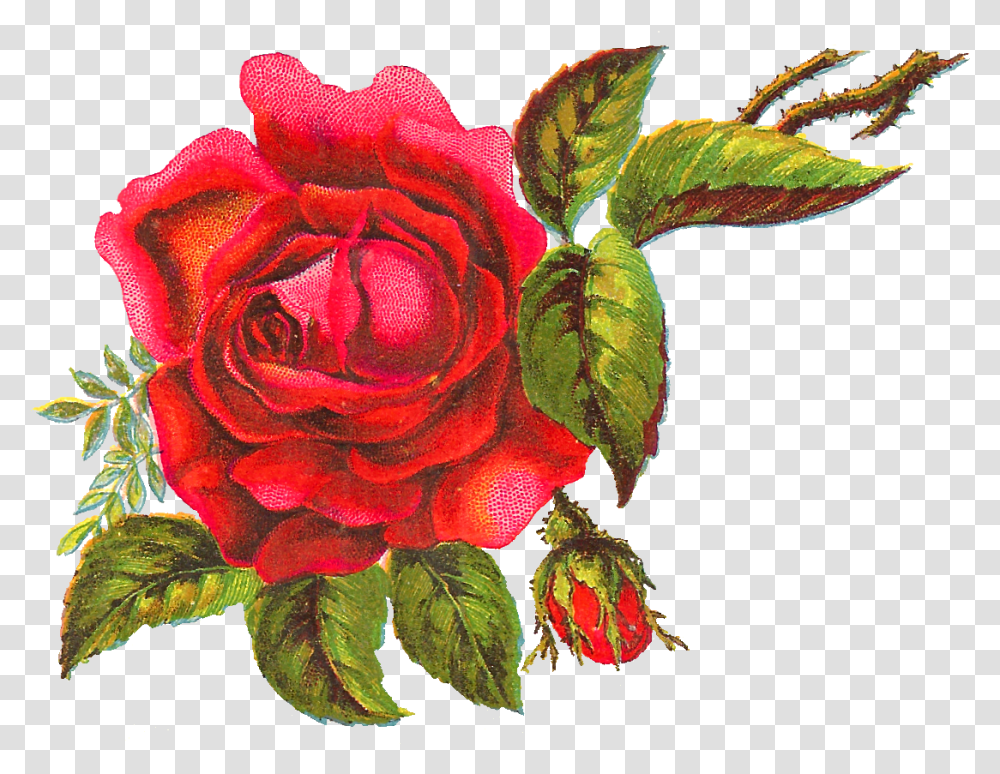 Red Rose Art, Flower, Plant, Blossom, Leaf Transparent Png