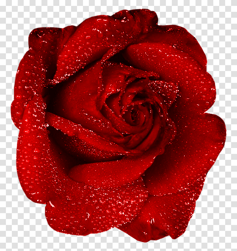 Red Rose Art, Flower, Plant, Blossom Transparent Png