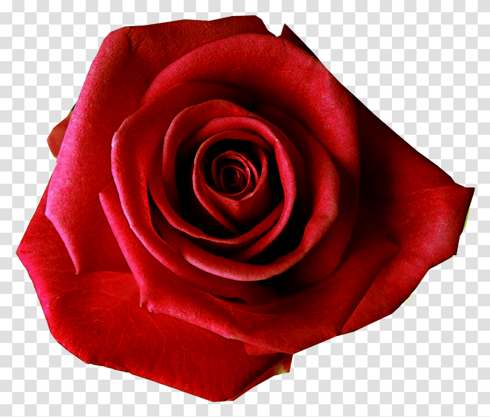 Red Rose Background Background Rose Flower, Plant, Blossom Transparent Png