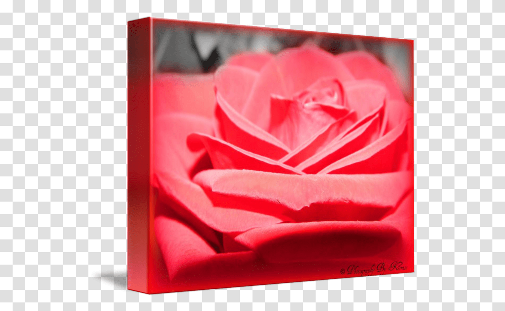 Red Rose Black And White Background By Kristina Smith Garden Roses, Flower, Plant, Blossom, Petal Transparent Png