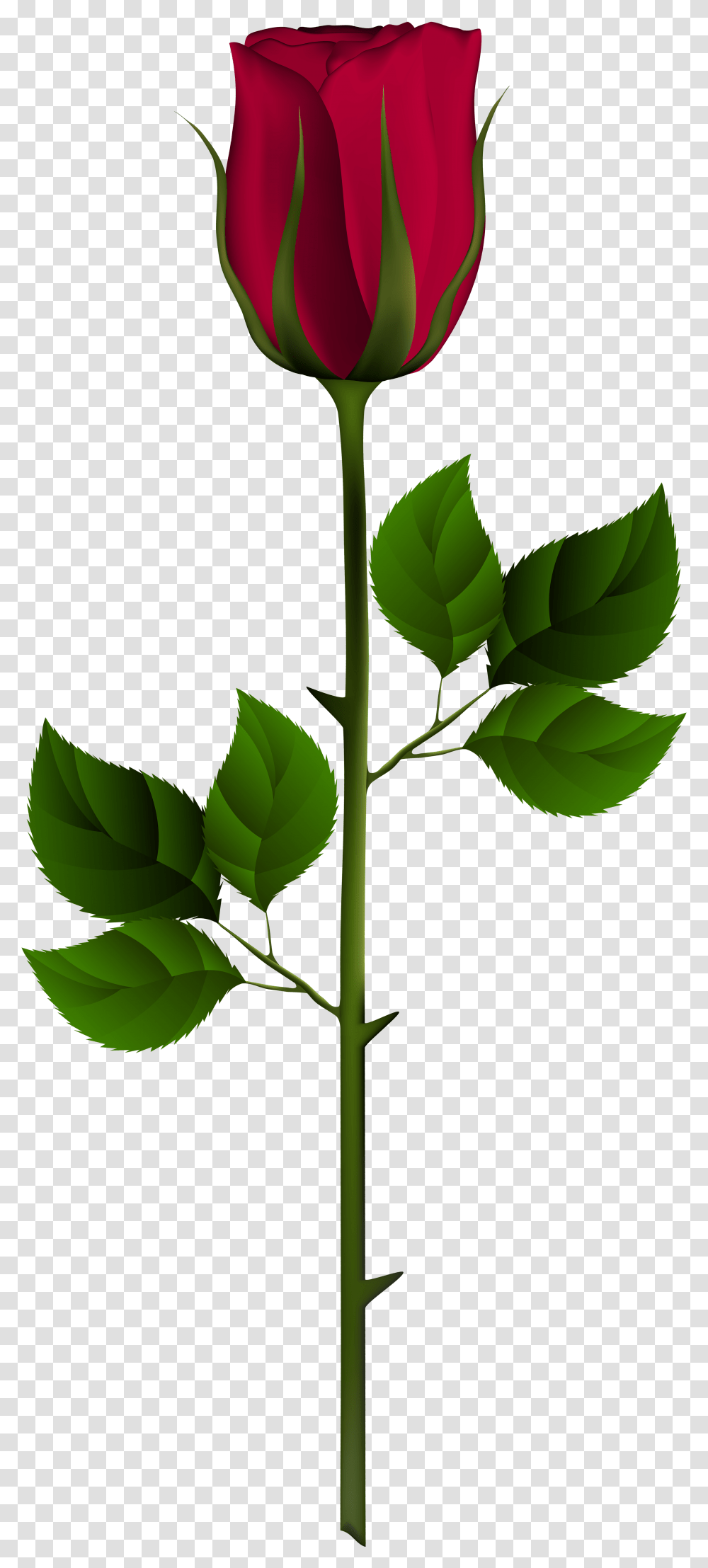 Red Rose Bud, Leaf, Plant, Green, Flower Transparent Png