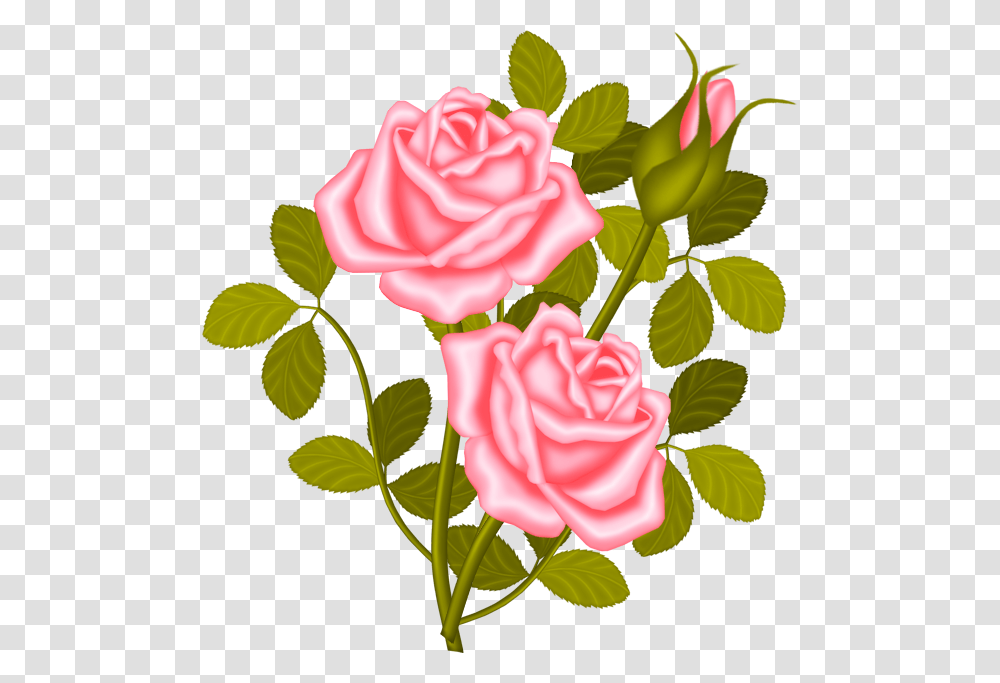 Red Rose Bush Clipart, Plant, Flower, Blossom, Carnation Transparent Png