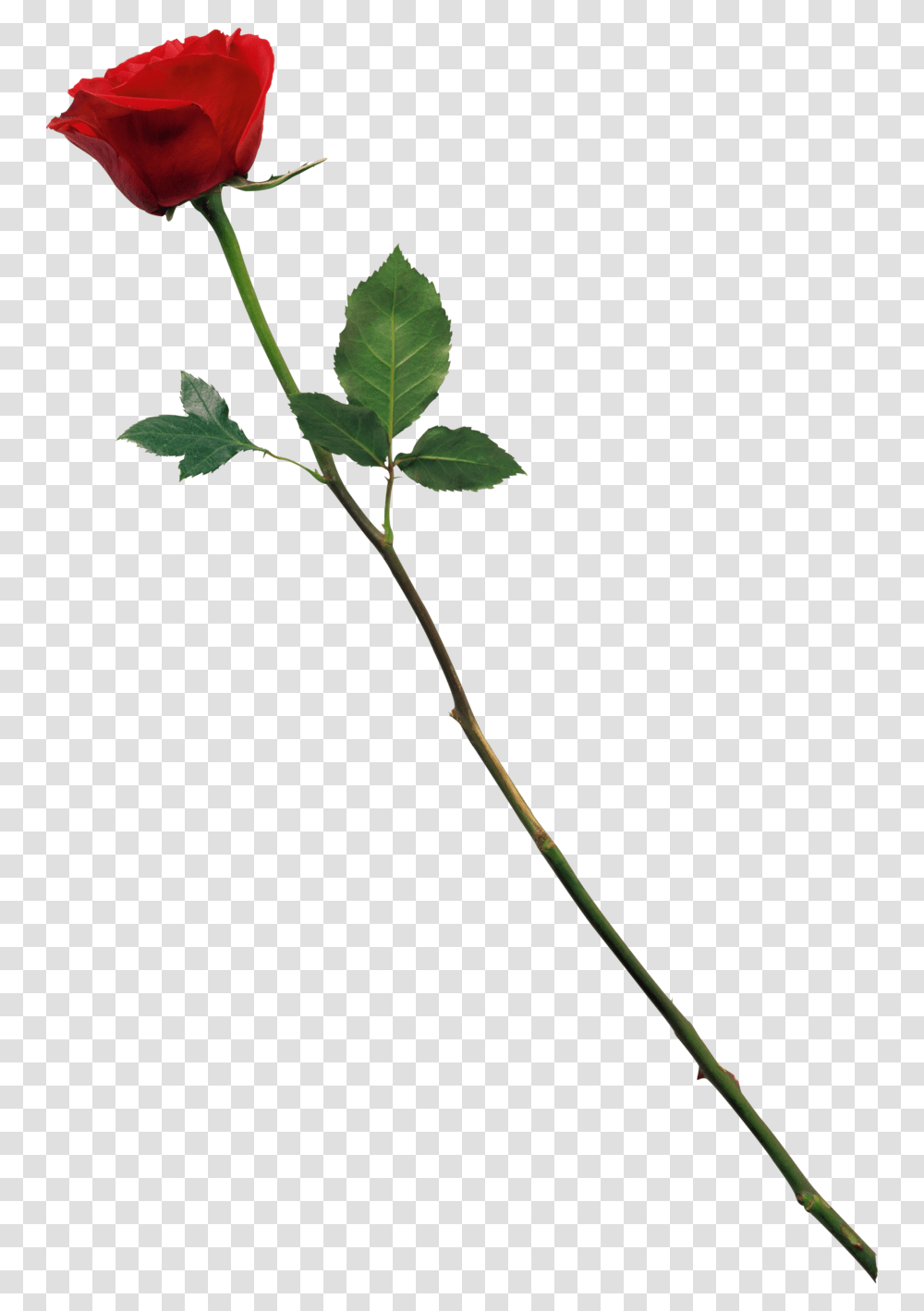 Red Rose By Marioara08 D57fjic Love Cb Background Hd, Leaf, Plant, Flower, Blossom Transparent Png