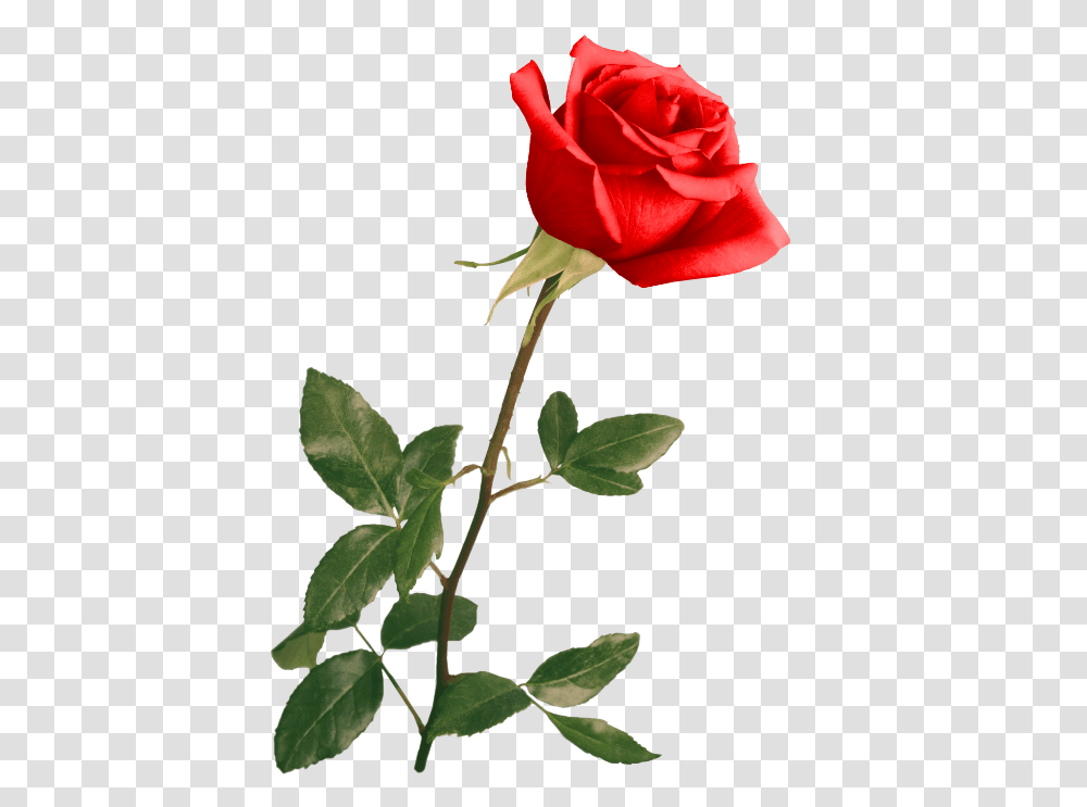 Red Rose By Violettalestrange Rose With Stem Photography, Flower, Plant, Blossom, Beverage Transparent Png