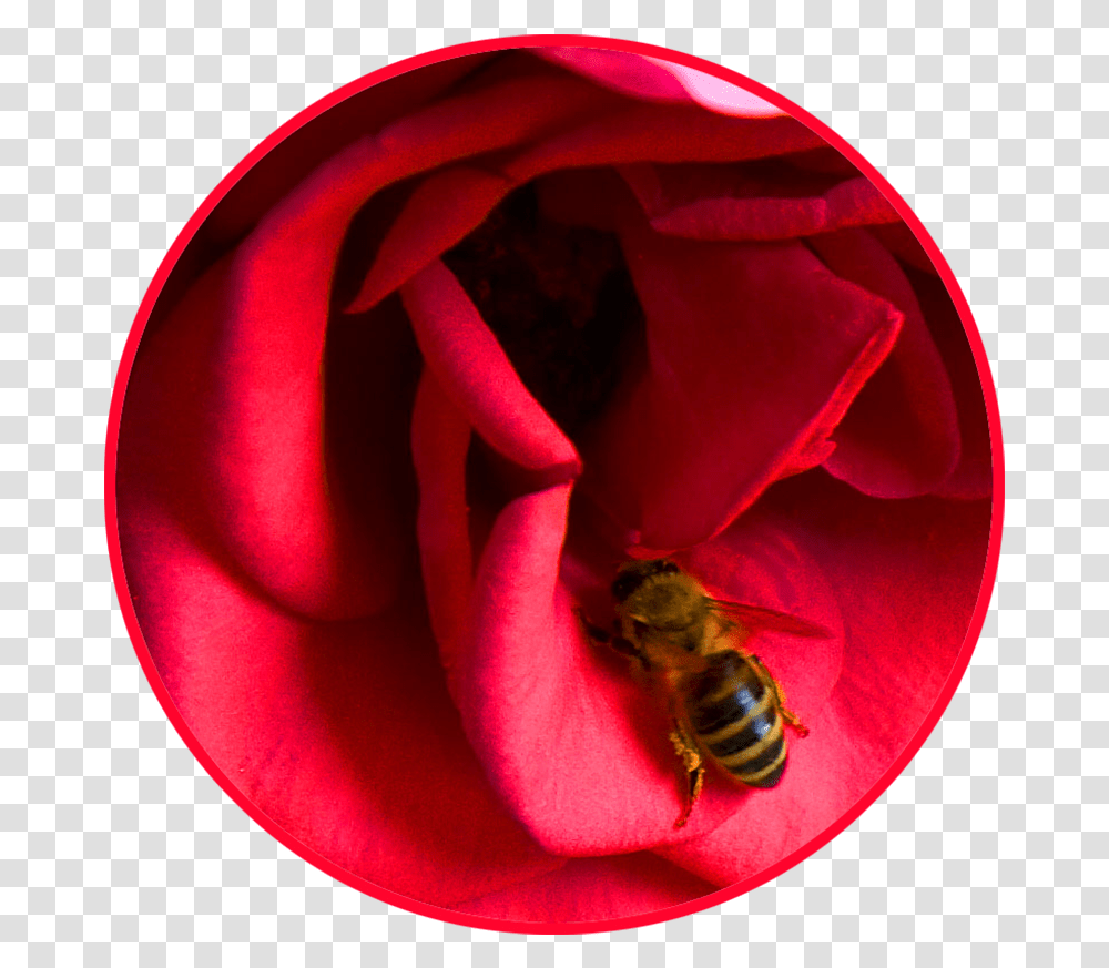 Red Rose Cirkle Honey Bee Bee On A Rose, Insect, Invertebrate, Animal, Apidae Transparent Png