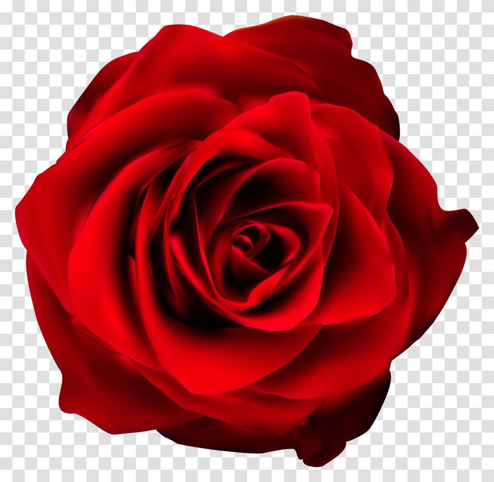 Red Rose Clip Art Background Red Flower, Plant, Blossom, Petal Transparent Png