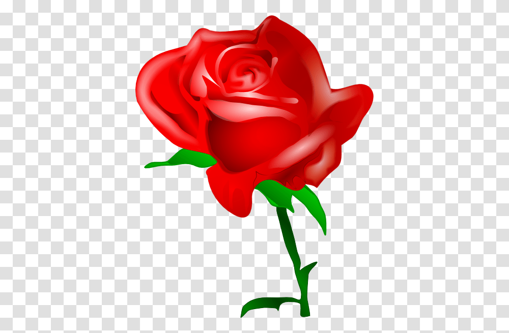 Red Rose Clip Art, Flower, Plant, Blossom, Petal Transparent Png