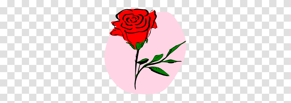 Red Rose Clip Art, Flower, Plant, Blossom, Petal Transparent Png