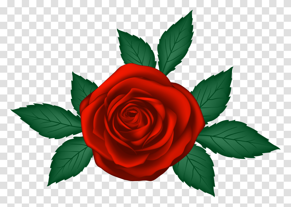 Red Rose Clip Art, Flower, Plant, Blossom, Petal Transparent Png