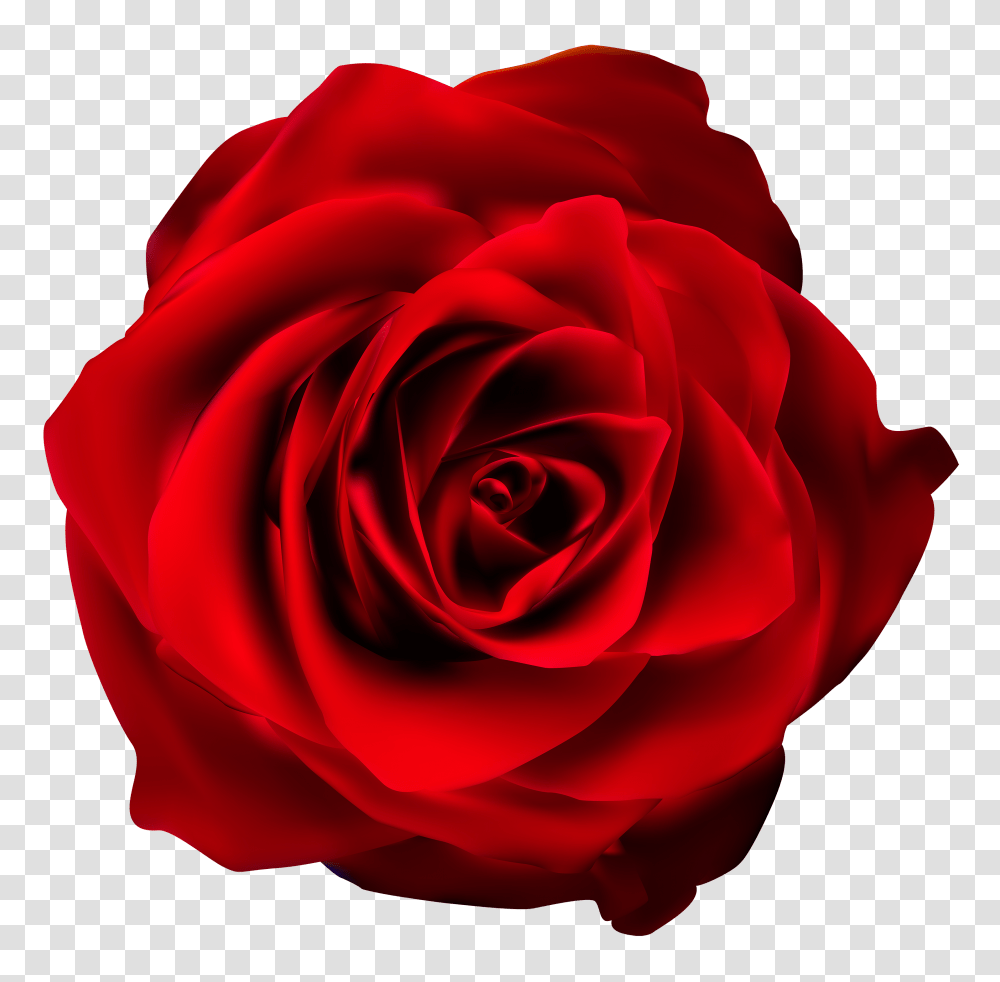 Red Rose Clip Art, Flower, Plant, Blossom, Petal Transparent Png