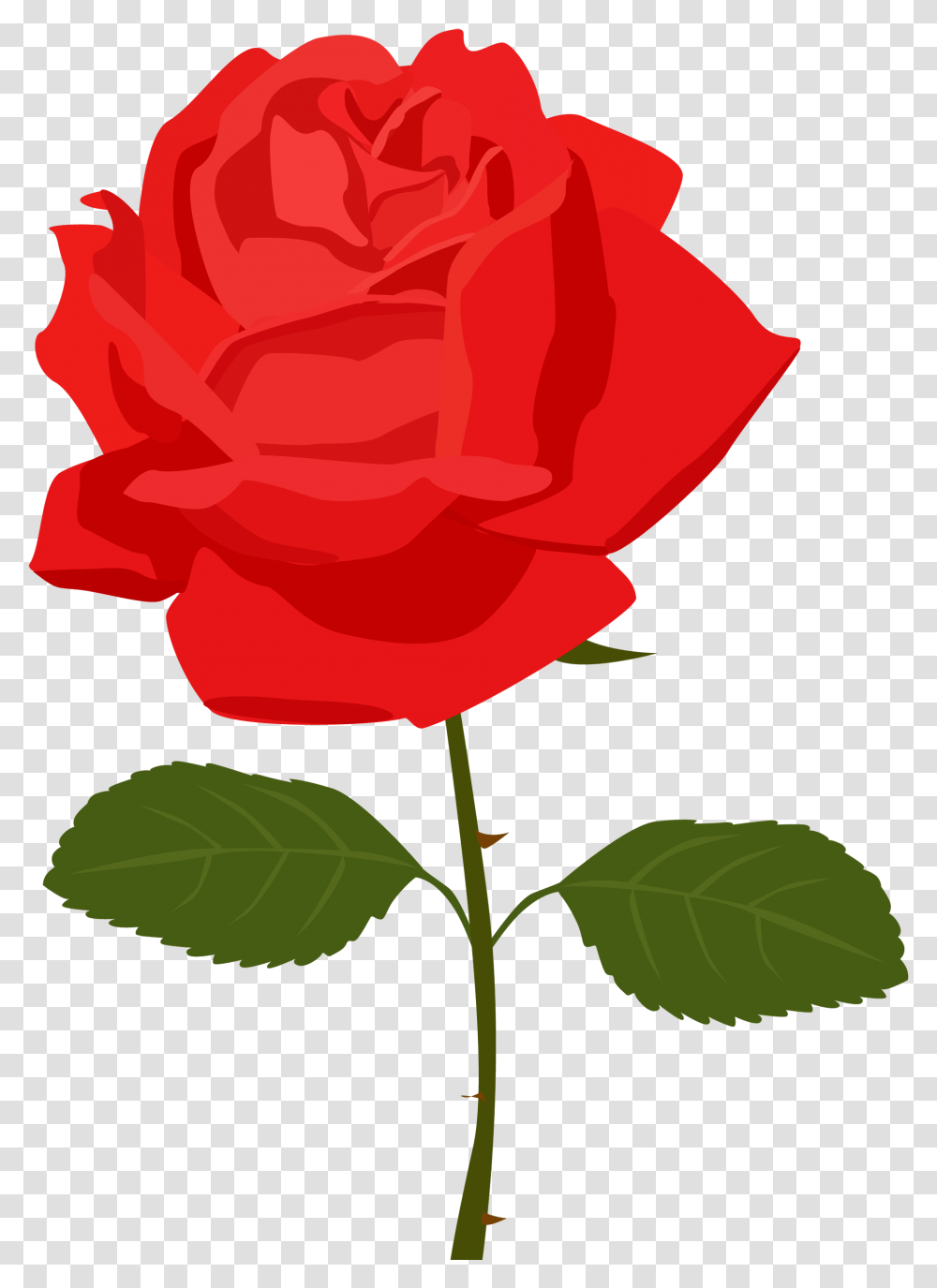 Red Rose Clip Art Free, Flower, Plant, Blossom, Petal Transparent Png