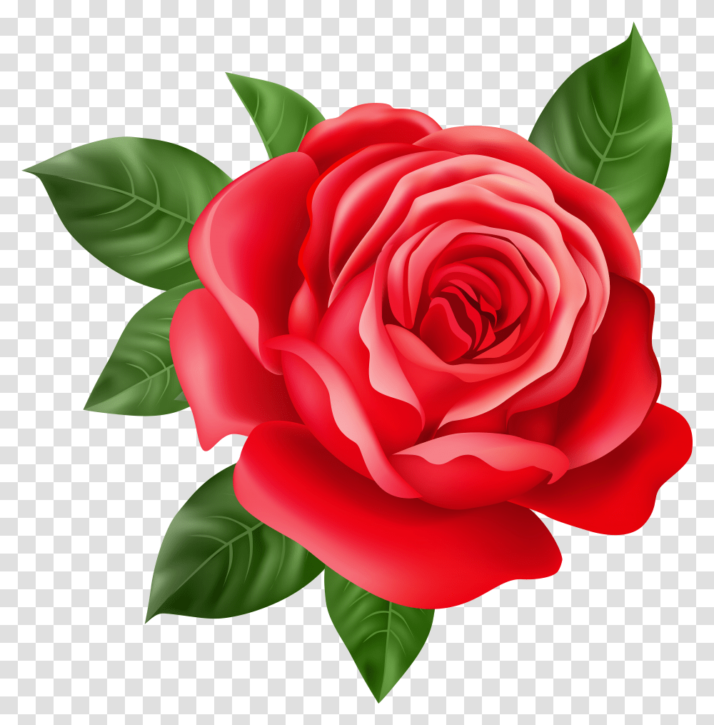 Red Rose Clip Art Gallery Yopriceville Flower Drawing Transparent Png