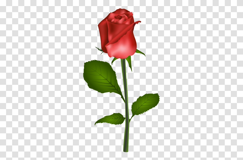 Red Rose Clip Art Image Florals Art, Flower, Plant, Blossom, Petal Transparent Png