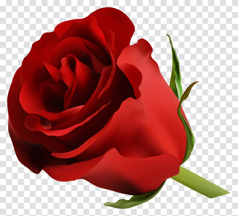 Red Rose Clip Art Image Transparent Png