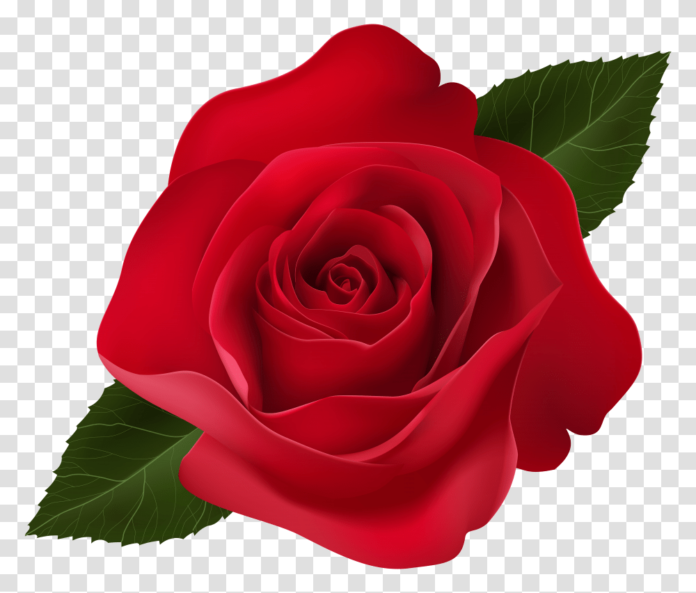 Red Rose Clip Art Transparent Png