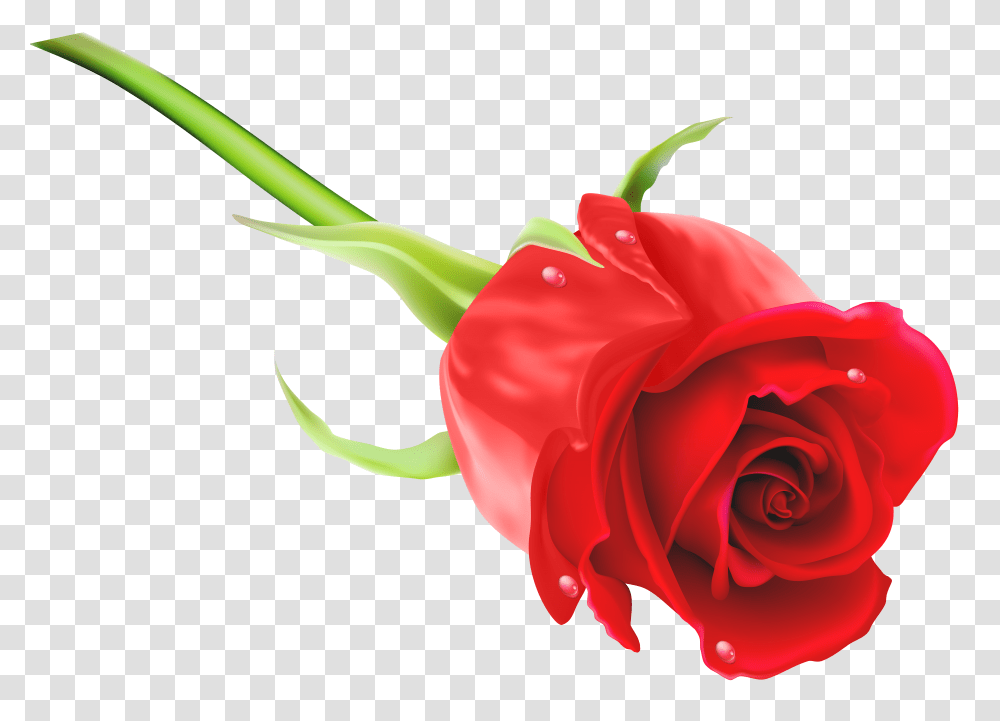 Red Rose Clip Art Transparent Png